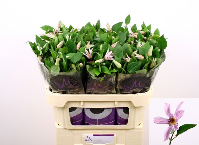 Срезанные цветы оптом Clematis amazing miami от 40шт. из Голландии с доставкой по России