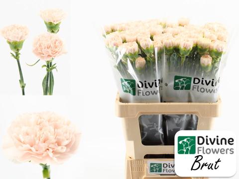Срезанные цветы оптом Dianthus st brut от 80шт из Голландии с доставкой по России