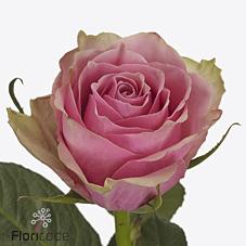 Срезанные цветы оптом Rosa large athena royale от 60шт из Голландии с доставкой по России