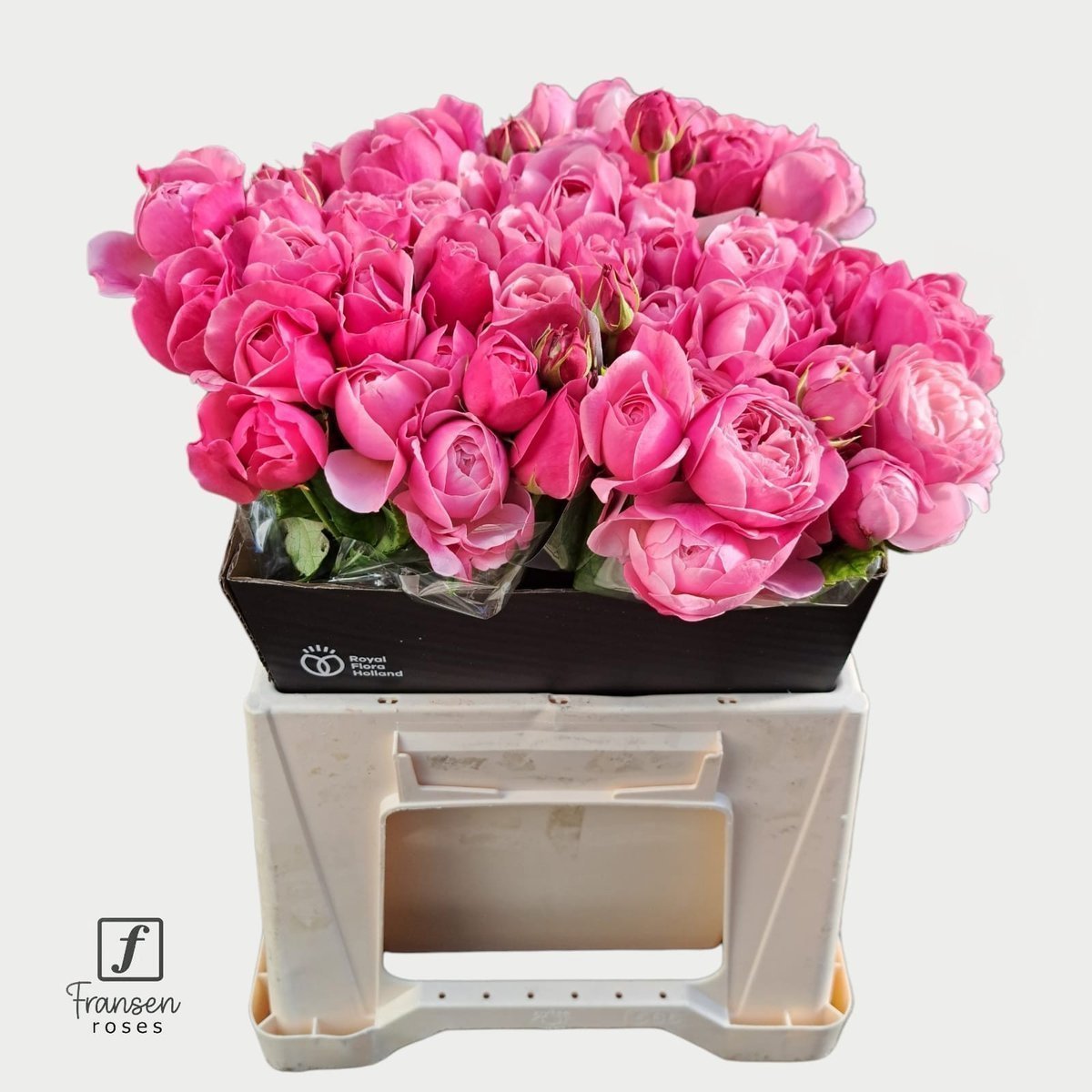 Срезанные цветы оптом Rosa spray silva pink+ от 30шт из Голландии с доставкой по России
