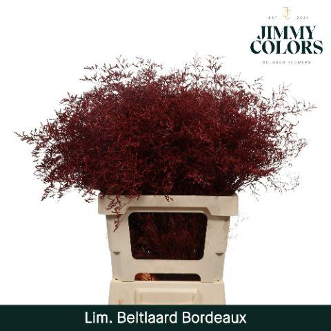 Срезанные цветы оптом Limonium beltlaard paint bordeaux от 25шт из Голландии с доставкой по России