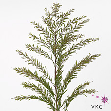 Срезанные цветы оптом Mimosa clair de lune от 10шт из Голландии с доставкой по России