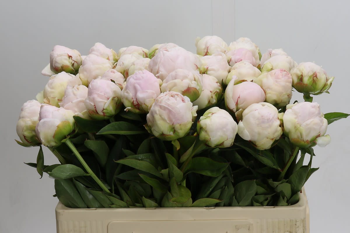 Срезанные цветы оптом Paeonia mothers choice от 40шт из Голландии с доставкой по России