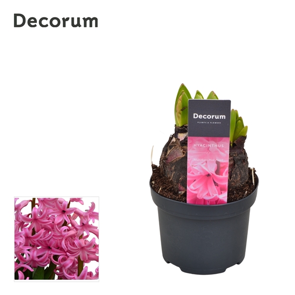 Горшечные цветы и растения оптом Hyacinthus Multiflora Pink (decorum) от 18шт из Голландии с доставкой по России