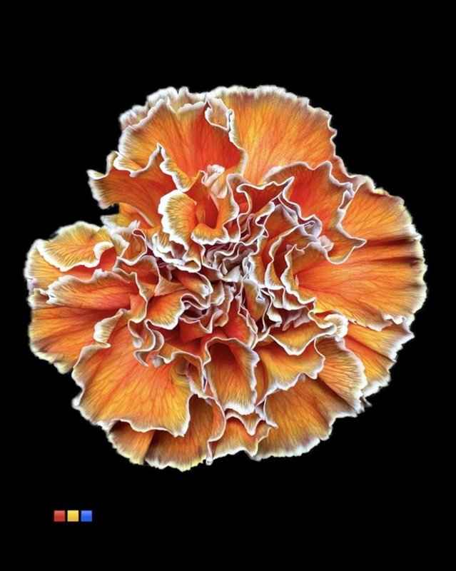 Срезанные цветы оптом Dianthus st paint aruba от 80шт из Голландии с доставкой по России