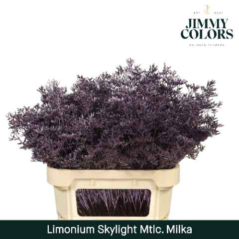 Срезанные цветы оптом Limonium skylight paint metallic milka от 75шт из Голландии с доставкой по России