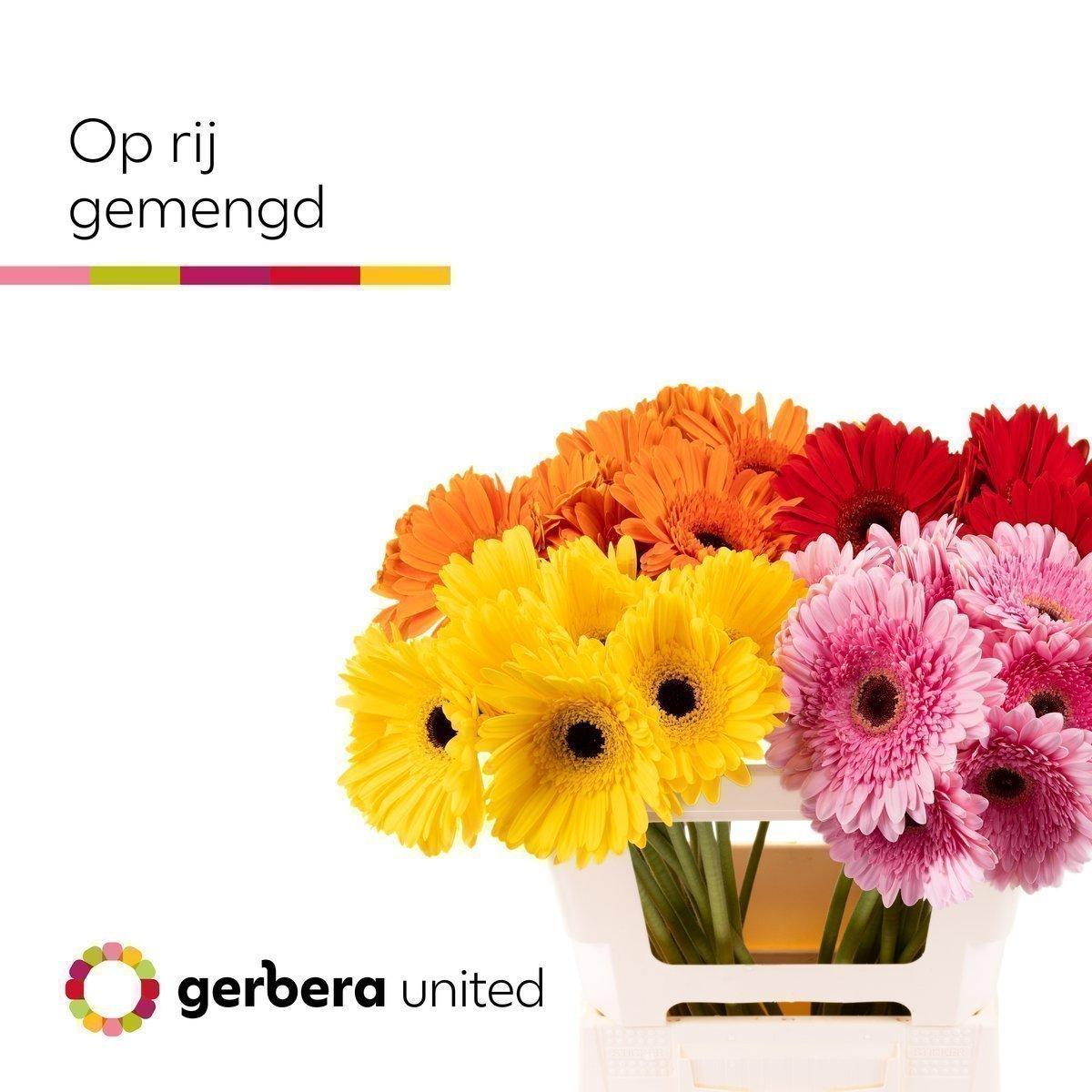 Срезанные цветы оптом Gerbera mix in row от 40шт из Голландии с доставкой по России