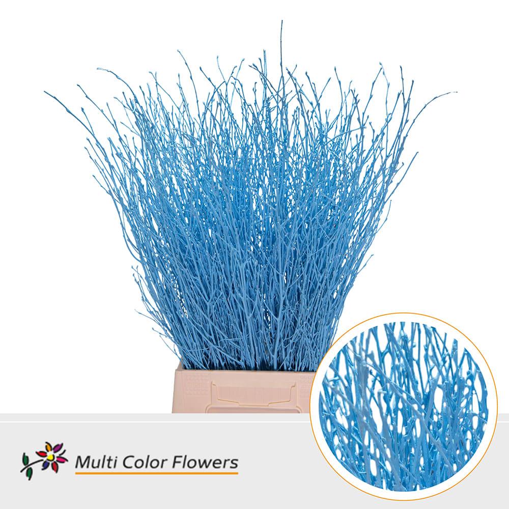 Срезанные цветы оптом Betula paint blue light A от 100шт из Голландии с доставкой по России