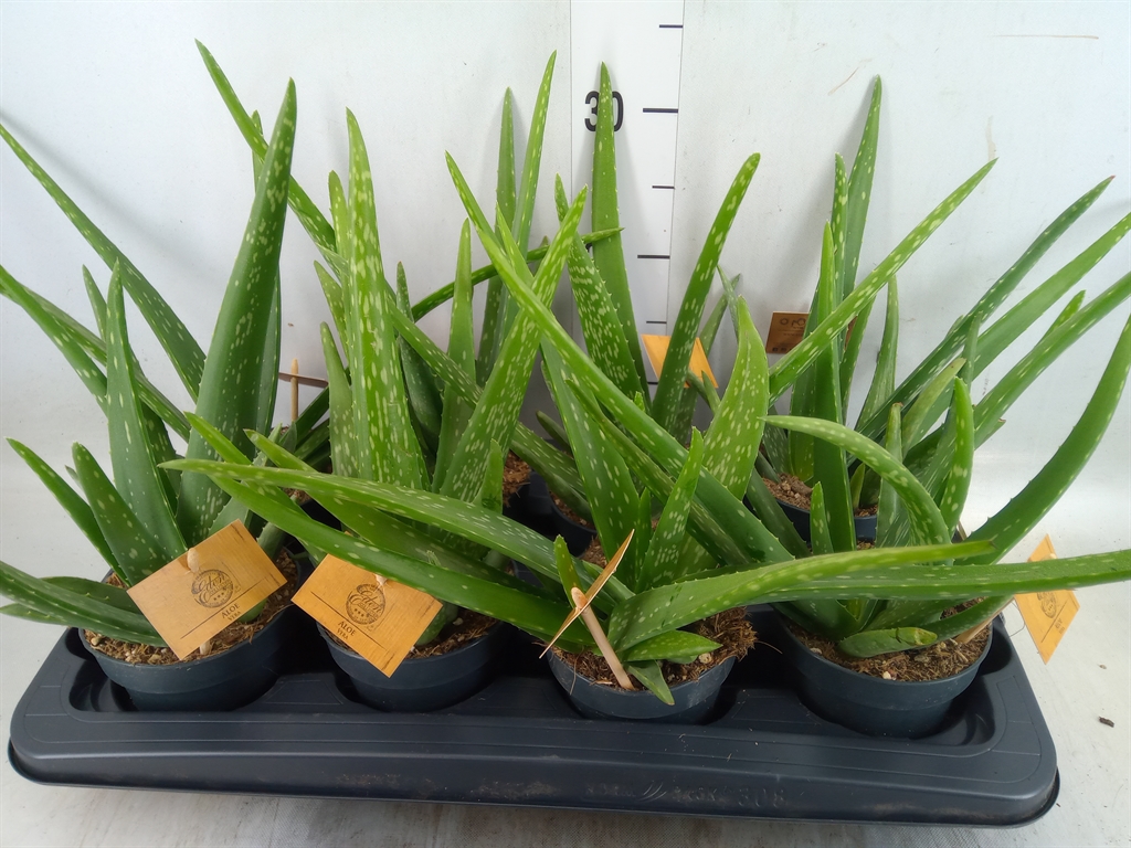 Горшечные цветы и растения оптом Aloe Vera от 8шт из Голландии с доставкой по России