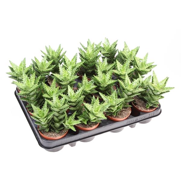 Горшечные цветы и растения оптом Aloe Squarosa от 12шт (для телеги) из Голландии с доставкой по России