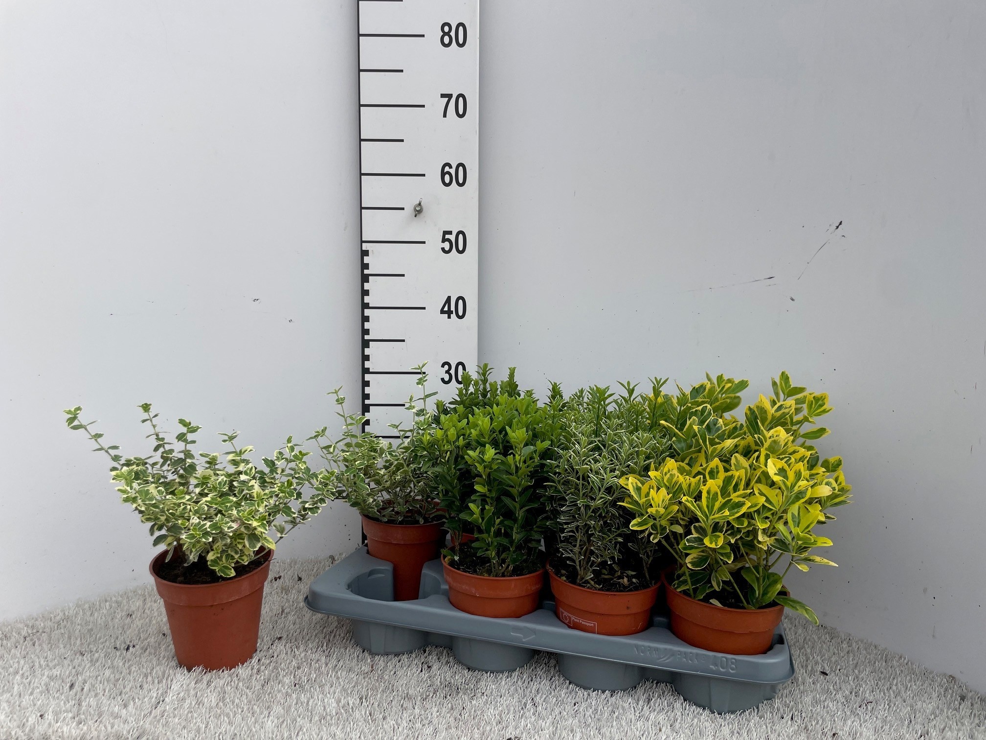 Горшечные цветы и растения оптом Euonymus Jap Gem от 8шт из Голландии с доставкой по России