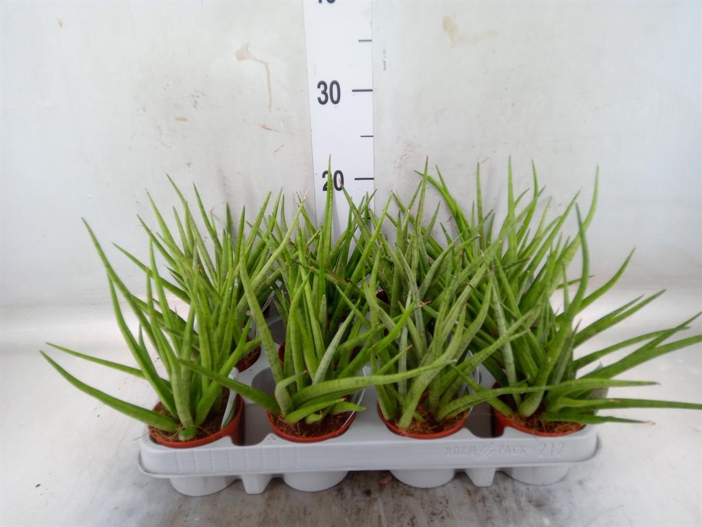 Горшечные цветы и растения оптом Sansevieria   ... от 12шт (для телеги) из Голландии с доставкой по России
