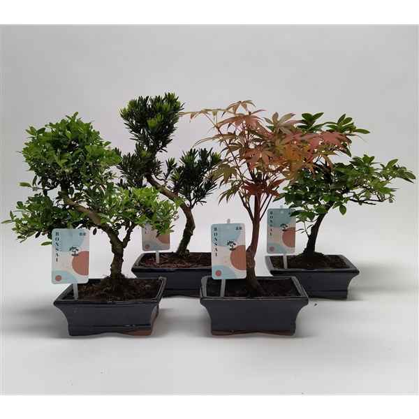 Горшечные цветы и растения оптом Bonsai Mix Outdoor от 8шт из Голландии с доставкой по России