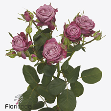 Срезанные цветы оптом Rosa spray purple queen от 30шт из Голландии с доставкой по России