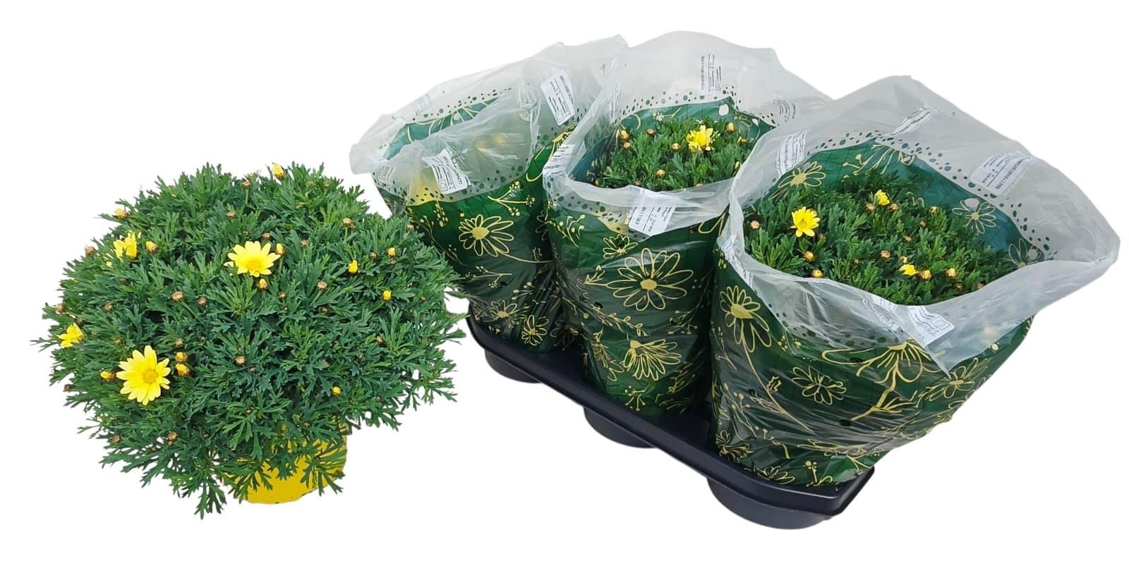 Горшечные цветы и растения оптом Arg Giada от 3шт из Голландии с доставкой по России