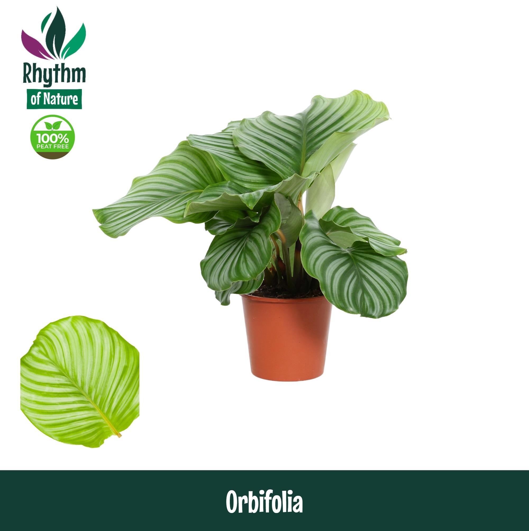 Горшечные цветы и растения оптом Calathea Orbifolia от 8шт из Голландии с доставкой по России