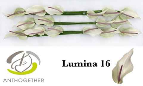 Срезанные цветы оптом Anthurium lumina от 10шт. из Голландии с доставкой по России