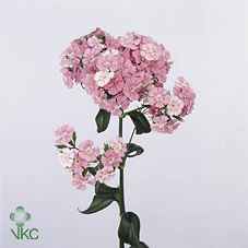 Срезанные цветы оптом Dianthus br amazone pink magic от 50шт из Голландии с доставкой по России