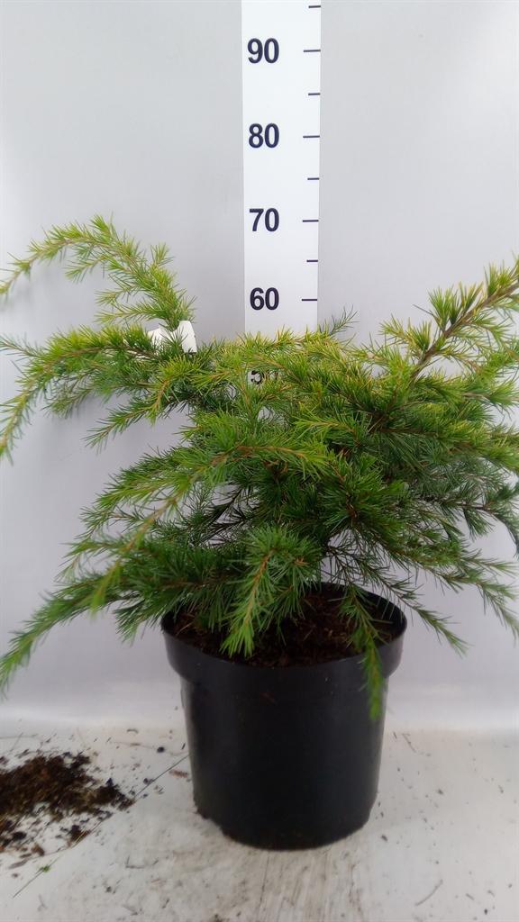Горшечные цветы и растения оптом Cedrus Deodara golden Horizon от 1шт из Голландии с доставкой по России