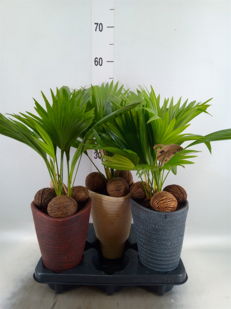 Горшечные цветы и растения оптом Livistona Rotundifolia от 3шт из Голландии с доставкой по России