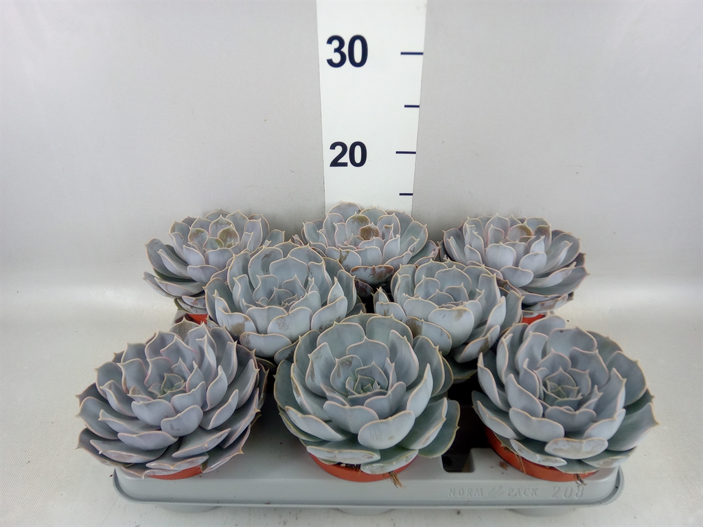 Горшечные цветы и растения оптом Echeveria Lilacina от 8шт из Голландии с доставкой по России