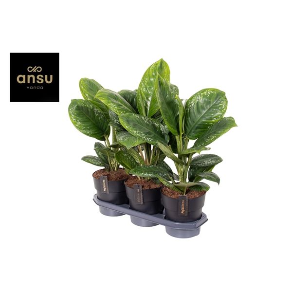 Горшечные цветы и растения оптом Aglaonema Onyx Green от 3шт из Голландии с доставкой по России