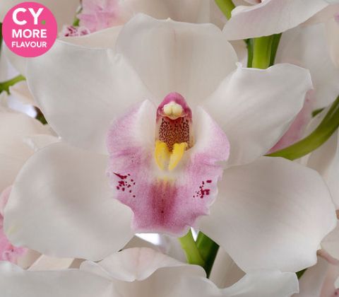 Срезанные цветы оптом Cymbidium white jungfrau dos pueblos от 12шт из Голландии с доставкой по России