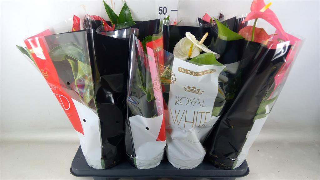 Горшечные цветы и растения оптом Anthurium   ...mix от 8шт из Голландии с доставкой по России