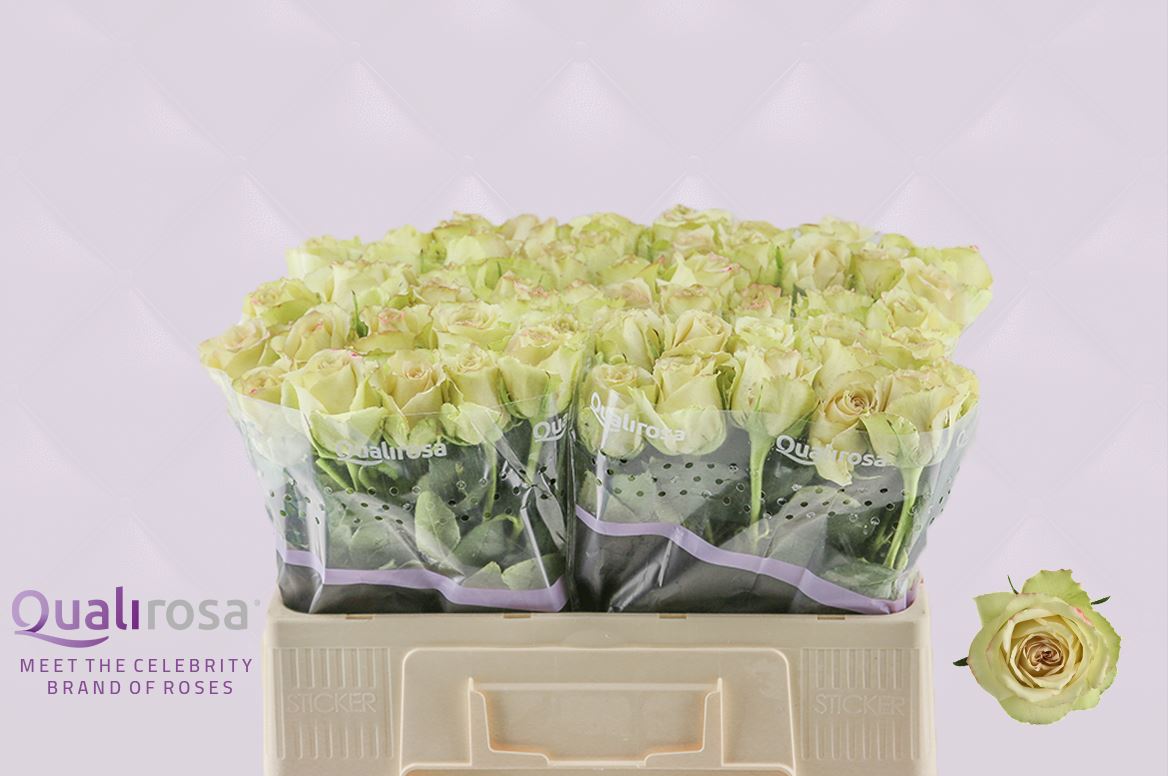 Срезанные цветы оптом Rosa large hypnose от 60шт из Голландии с доставкой по России