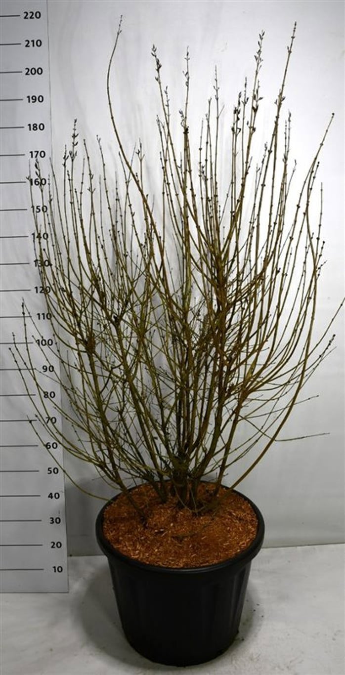 Горшечные цветы и растения оптом Syringa Josée от 1шт из Голландии с доставкой по России