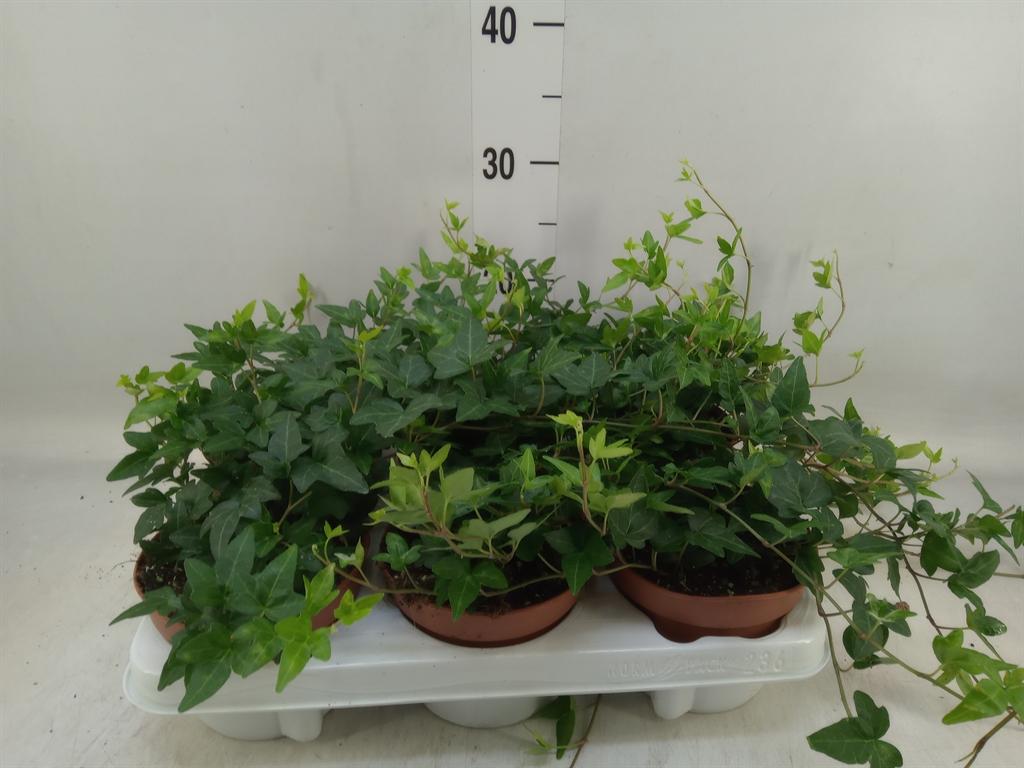 Горшечные цветы и растения оптом Hedera Helix Shamrock - Medium Long от 6шт из Голландии с доставкой по России