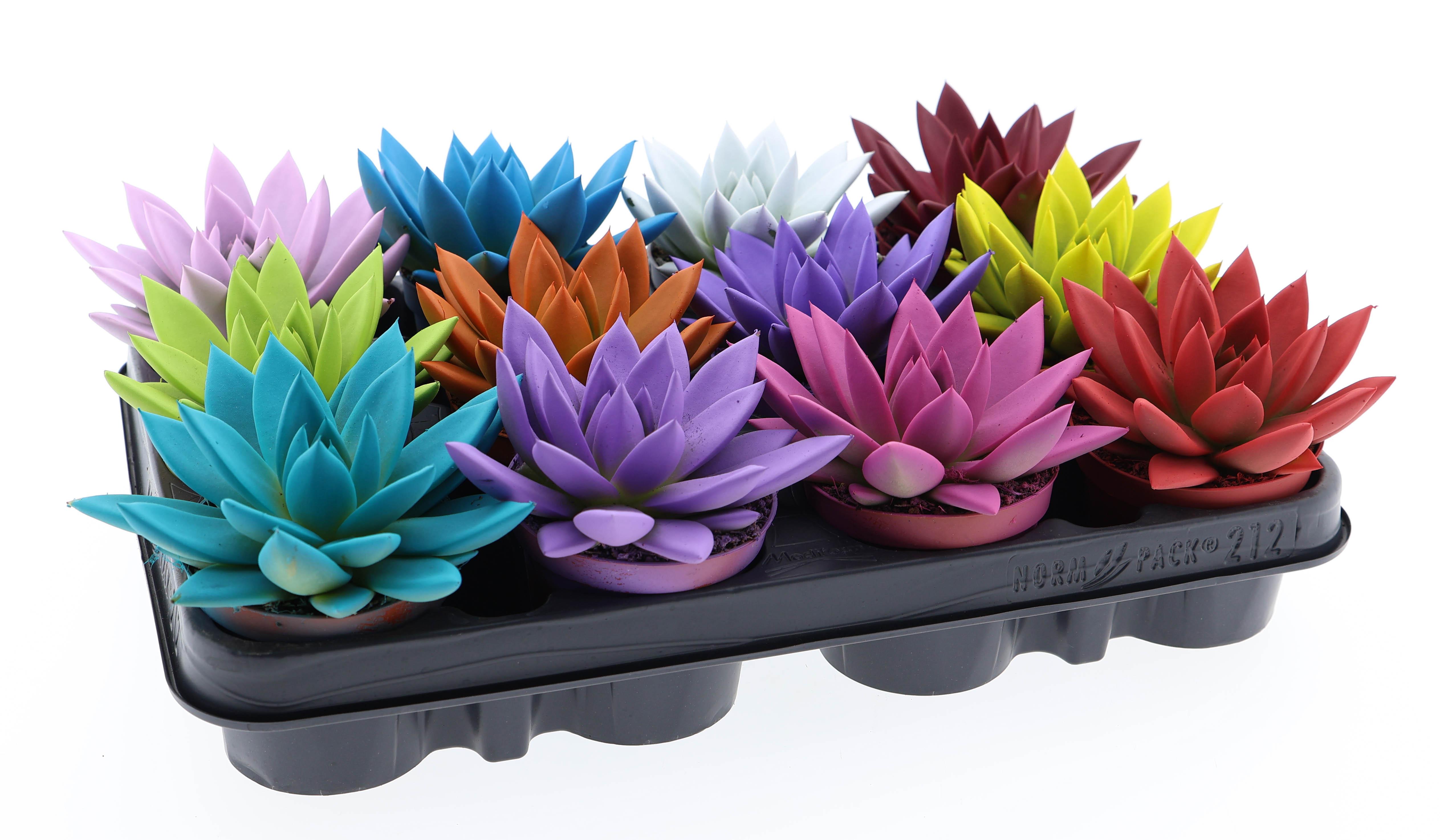 Горшечные цветы и растения оптом Echeveria Rainbow Mix от 12шт (для телеги) из Голландии с доставкой по России