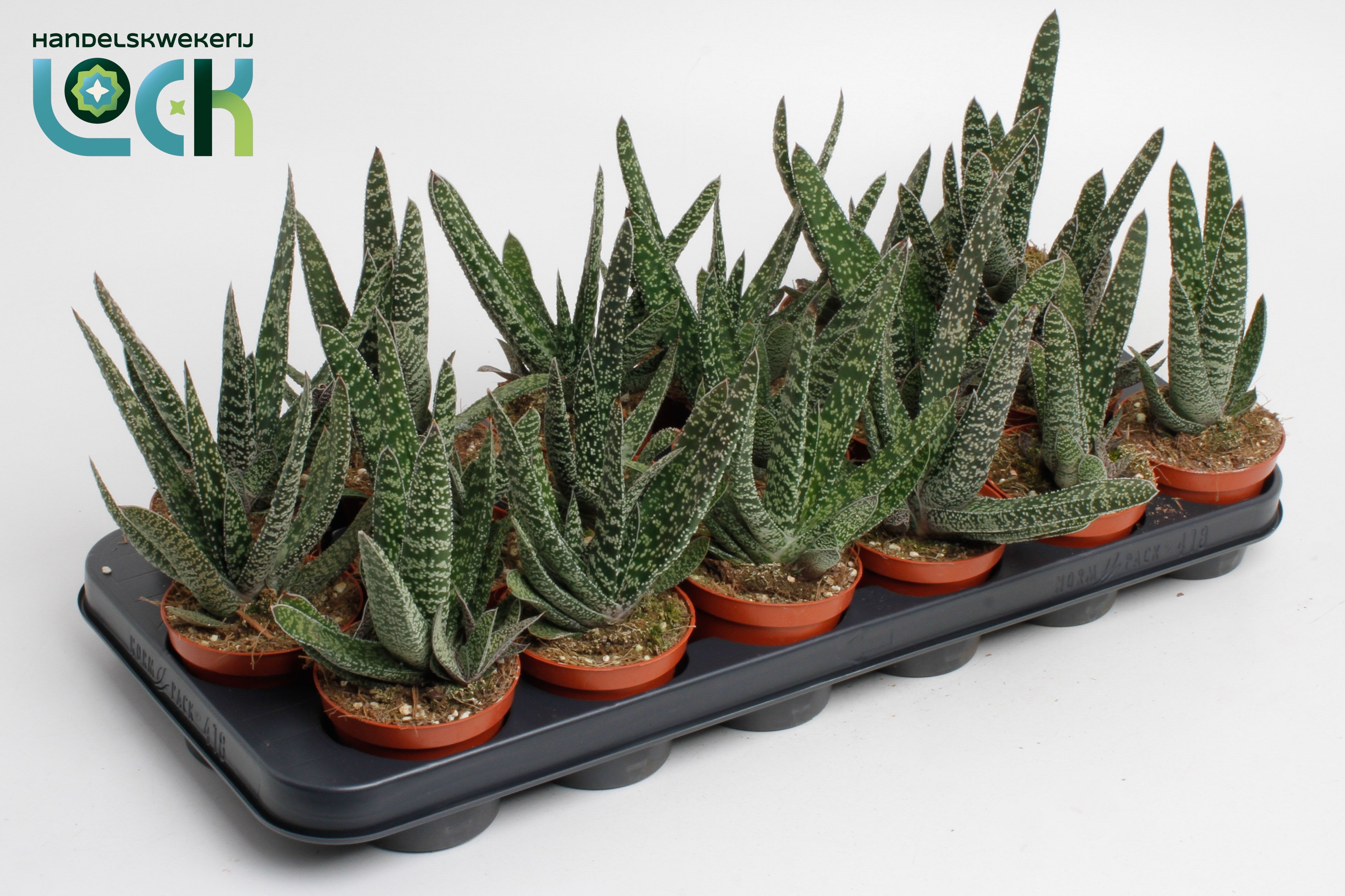 Горшечные цветы и растения оптом Gasteria Limifolia от 12шт (для телеги) из Голландии с доставкой по России