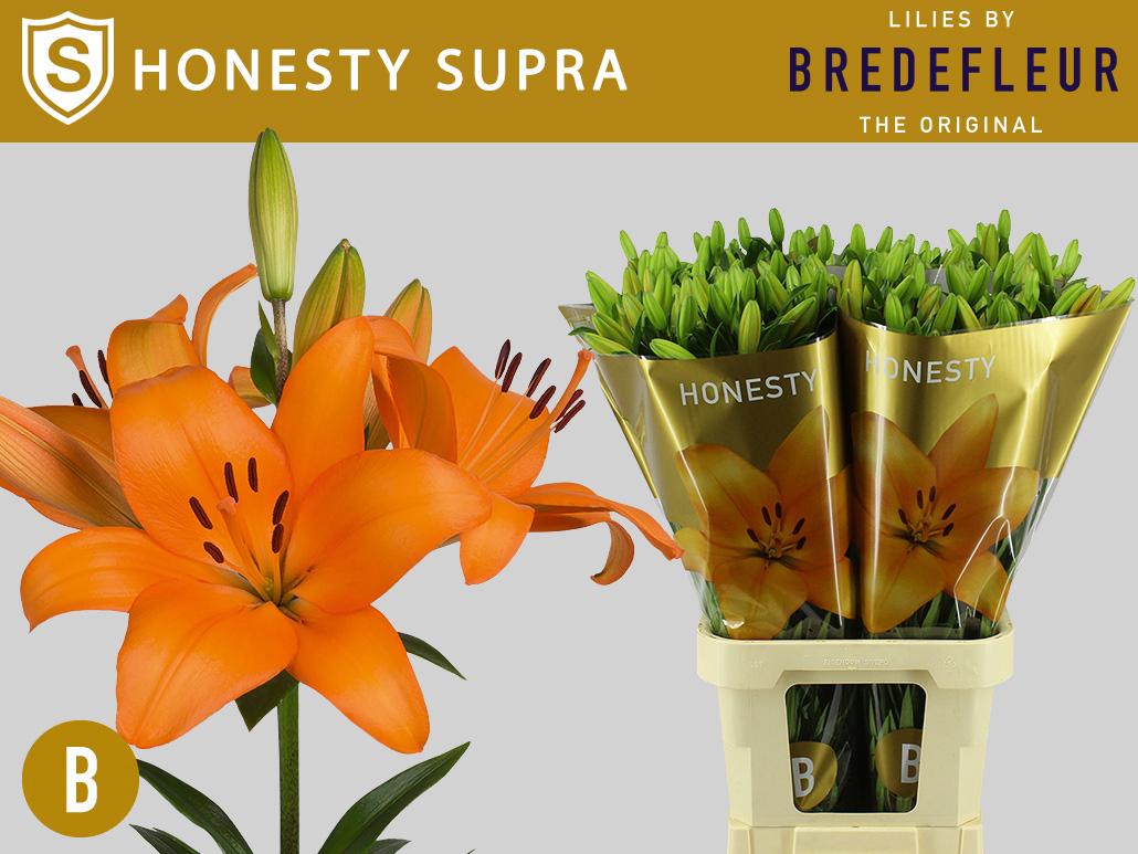 Срезанные цветы оптом Lilium la honesty supra A от 80шт из Голландии с доставкой по России