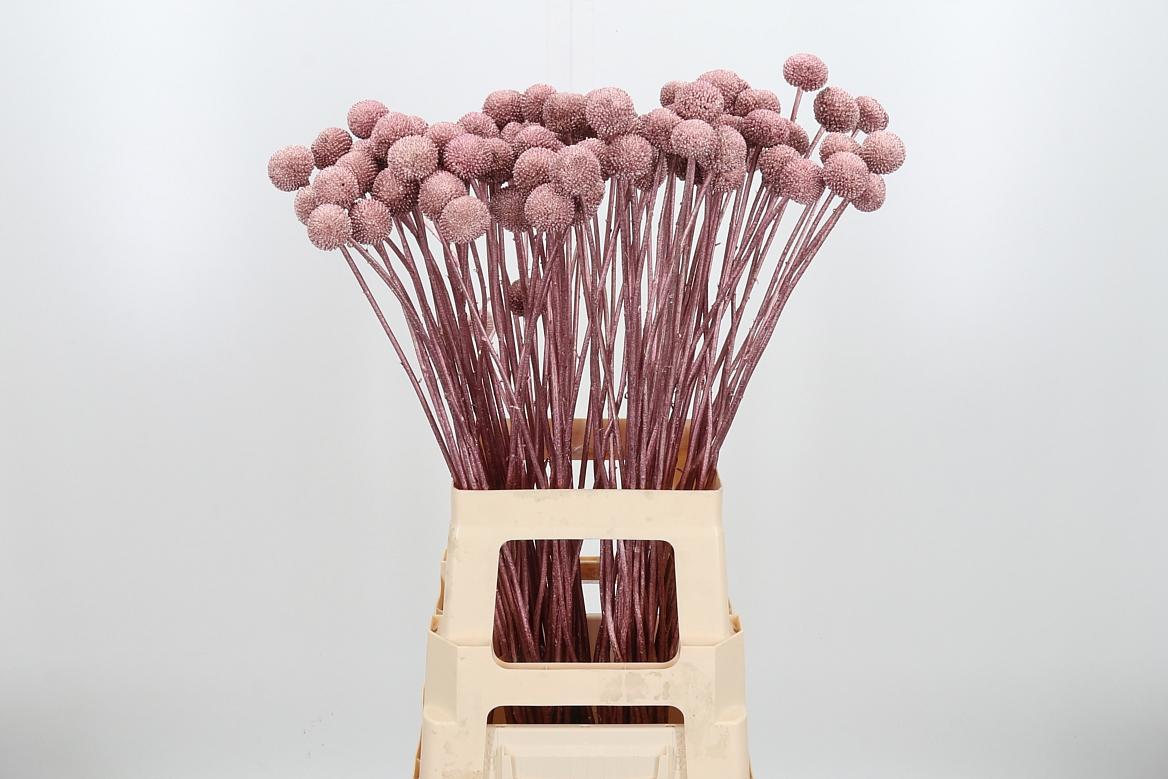 Срезанные цветы оптом Craspedia paint rose gold от 100шт из Голландии с доставкой по России