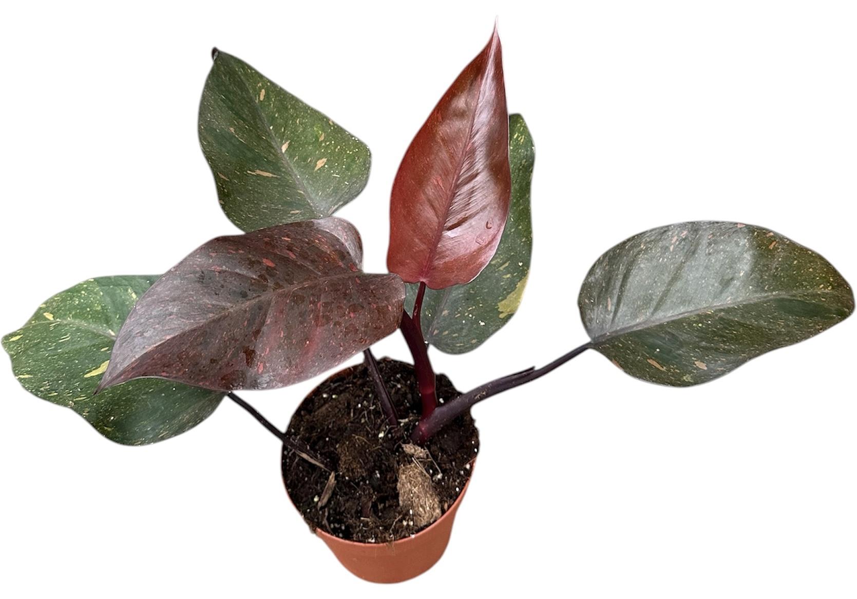 Горшечные цветы и растения оптом Philodendron Orange Princess от 1шт из Голландии с доставкой по России