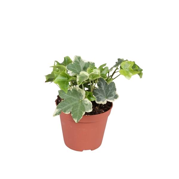 Горшечные цветы и растения оптом Hedera Helix Varigated от 21шт (для телеги) из Голландии с доставкой по России