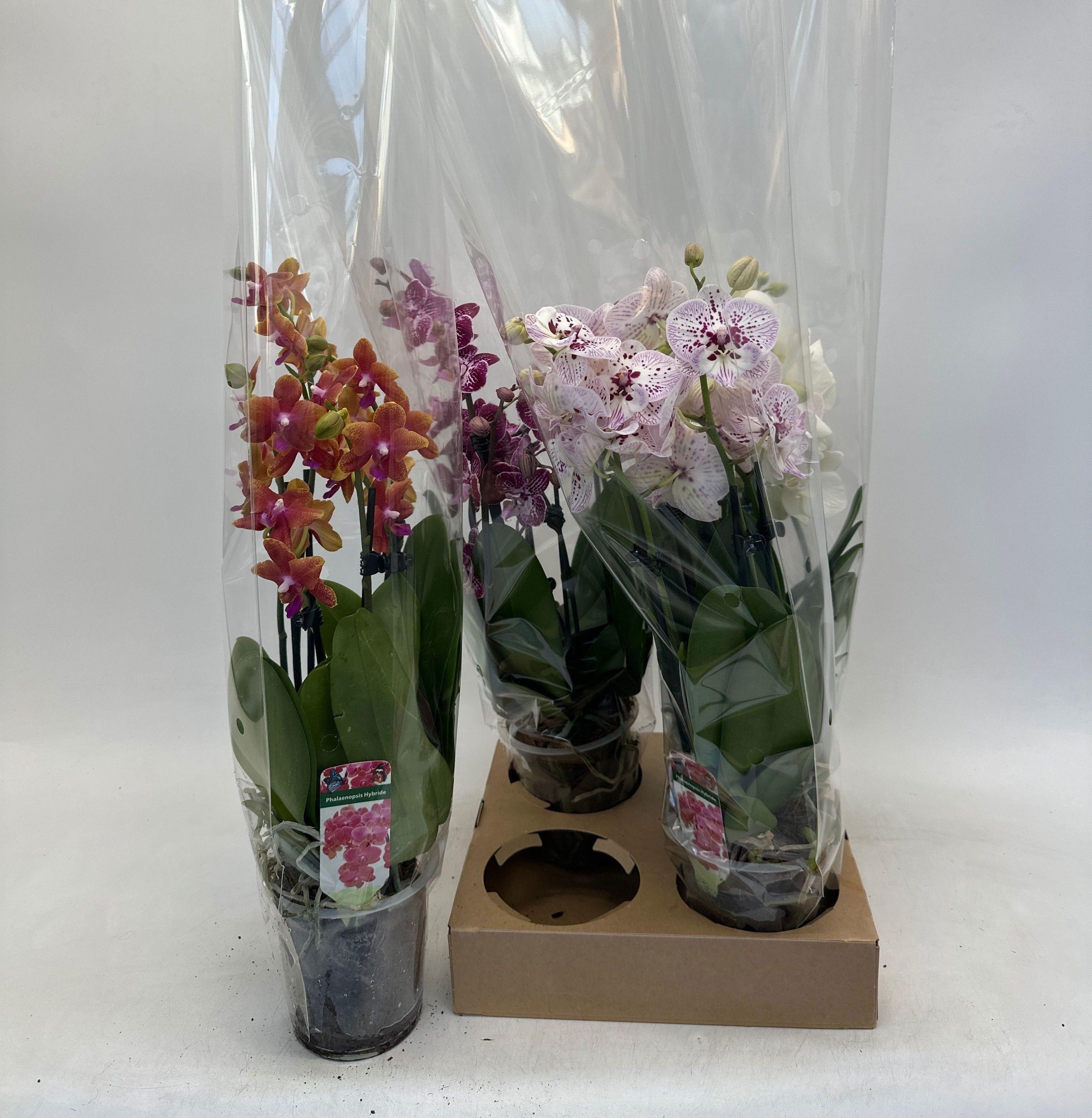 Горшечные цветы и растения оптом Phal Gem от 4шт из Голландии с доставкой по России