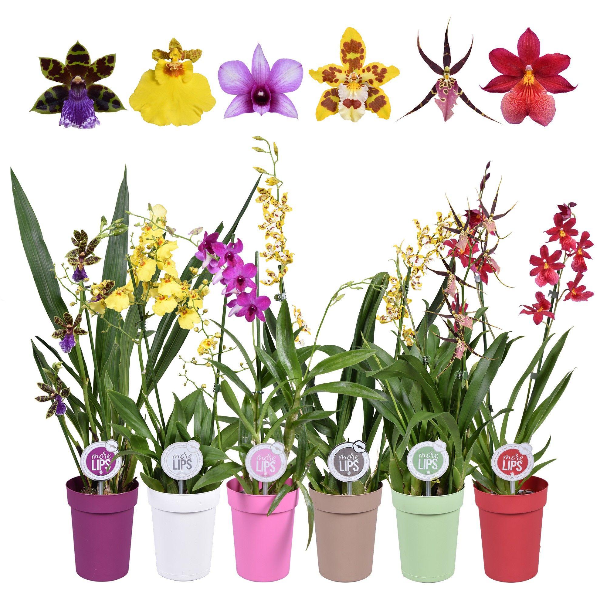 Горшечные цветы и растения оптом Orchid 2st Mix In Colourpot (morelips) от 6шт из Голландии с доставкой по России