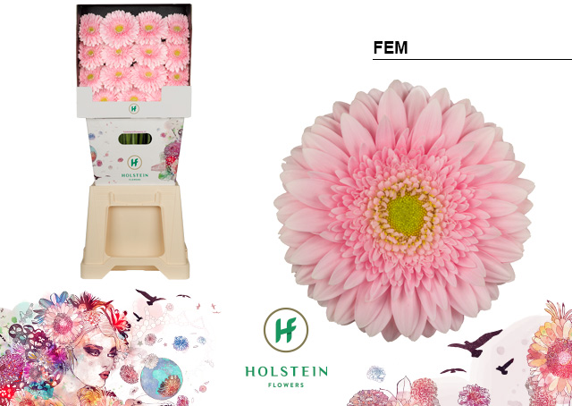 Срезанные цветы оптом Gerbera diamond fem от 45шт из Голландии с доставкой по России