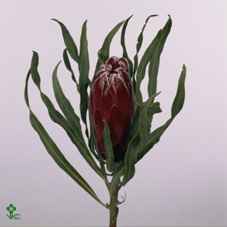 Срезанные цветы оптом Protea sheila от 20шт из Голландии с доставкой по России