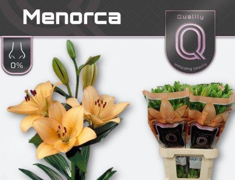 Срезанные цветы оптом Lilium la menorca от 60шт из Голландии с доставкой по России