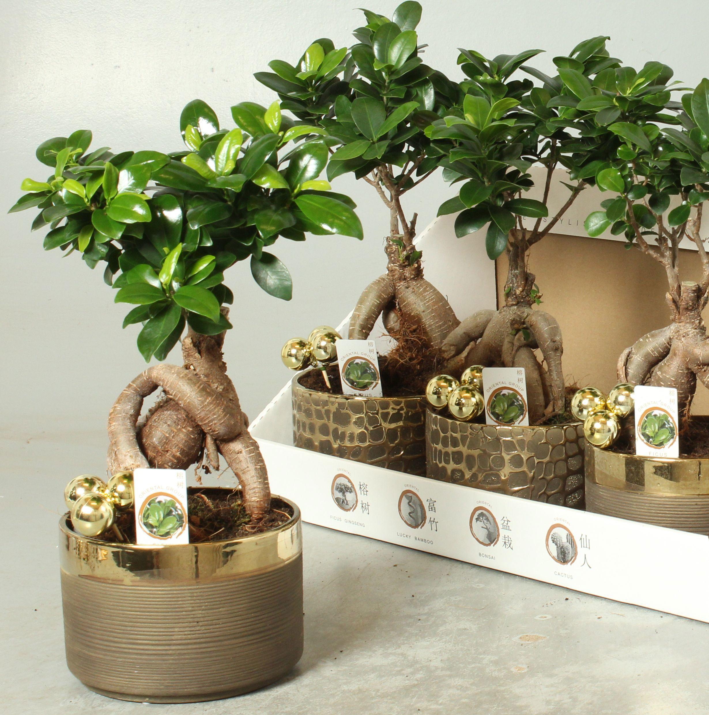 Горшечные цветы и растения оптом Ficus Ginseng Ceramic от 4шт из Голландии с доставкой по России