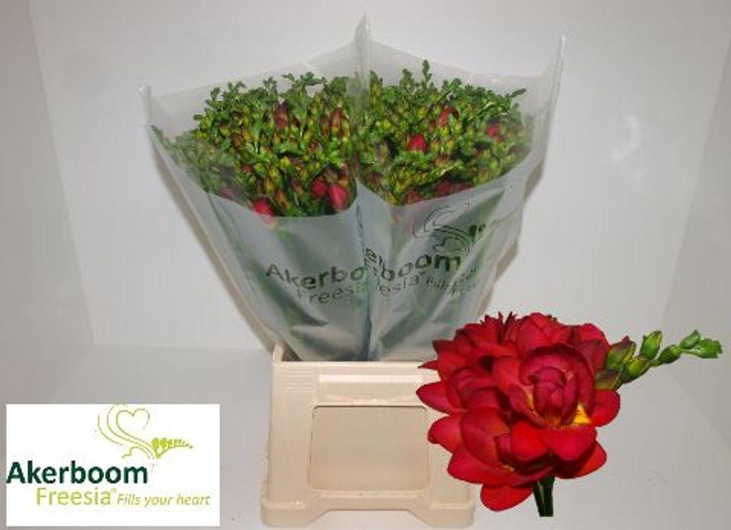 Срезанные цветы оптом Freesia do expression от 100шт из Голландии с доставкой по России