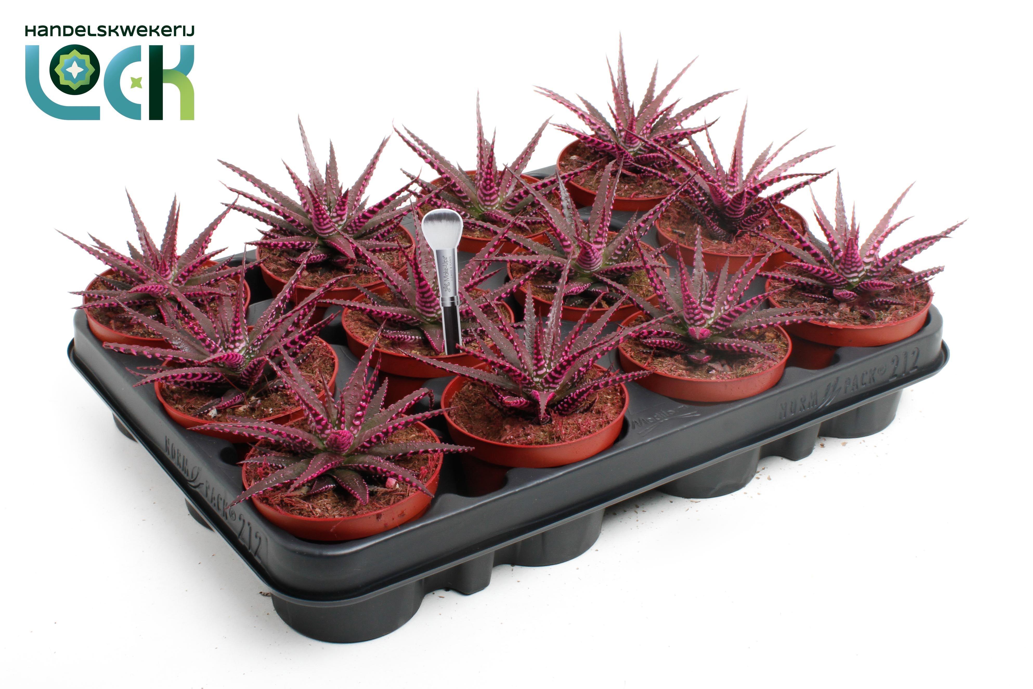 Горшечные цветы и растения оптом Haworthia Big Band Makeupz Roze от 12шт (для телеги) из Голландии с доставкой по России