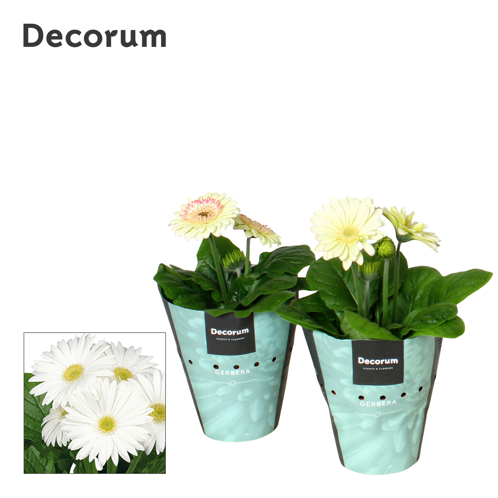 Горшечные цветы и растения оптом Gerbera White 2+ Potcover (decorum) от 9шт (для телеги) из Голландии с доставкой по России
