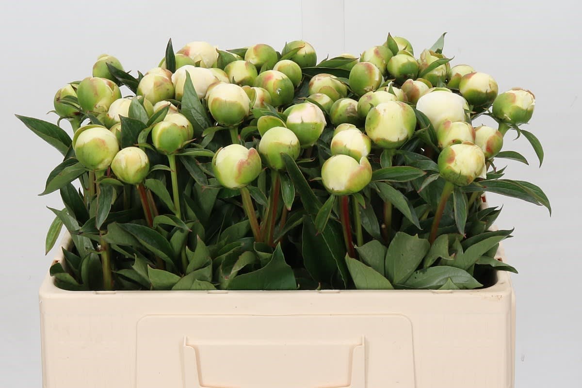 Срезанные цветы оптом Paeonia duchess de nemours от 60шт. из Голландии с доставкой по России