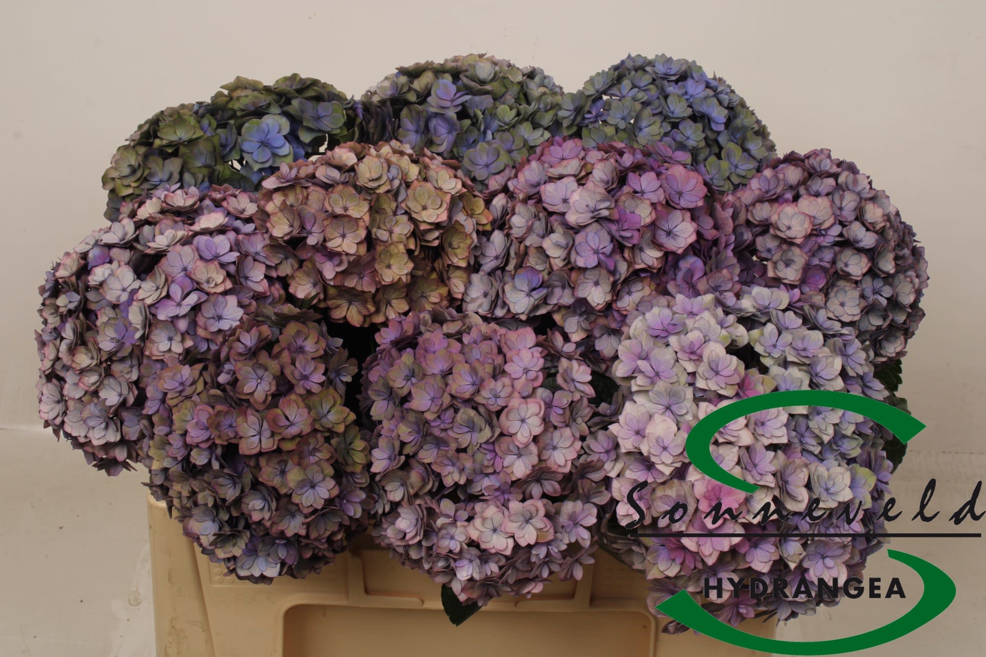 Срезанные цветы оптом Hydrangea royal anastasia classic от 10шт из Голландии с доставкой по России
