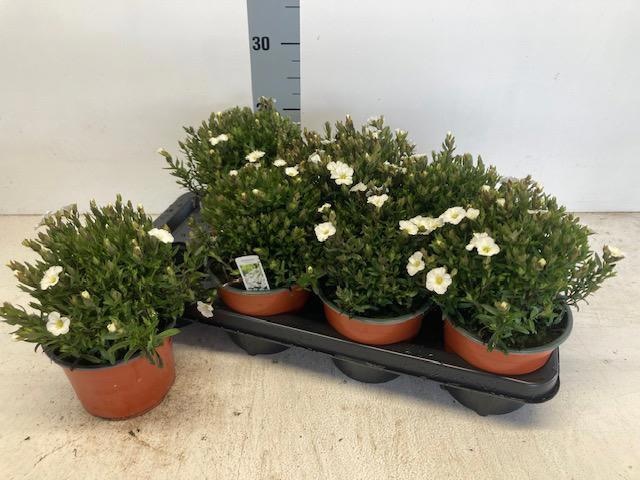 Горшечные цветы и растения оптом Aren Montana от 7шт из Голландии с доставкой по России