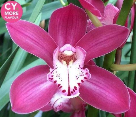 Срезанные цветы оптом Minicymbidium red earliflame от 8шт. из Голландии с доставкой по России